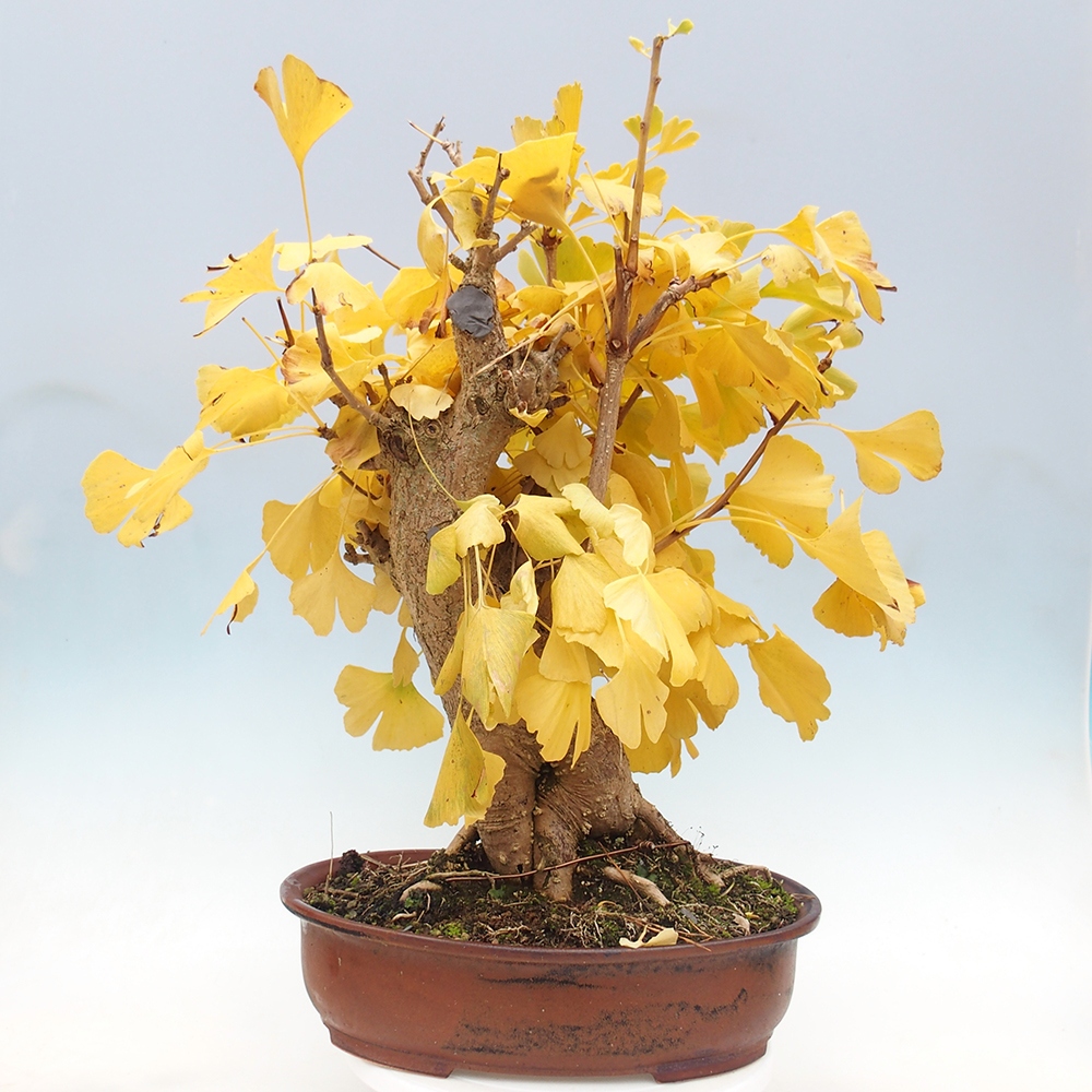 Venkovní bonsai - Jinan dvoulaločný - Ginkgo biloba
