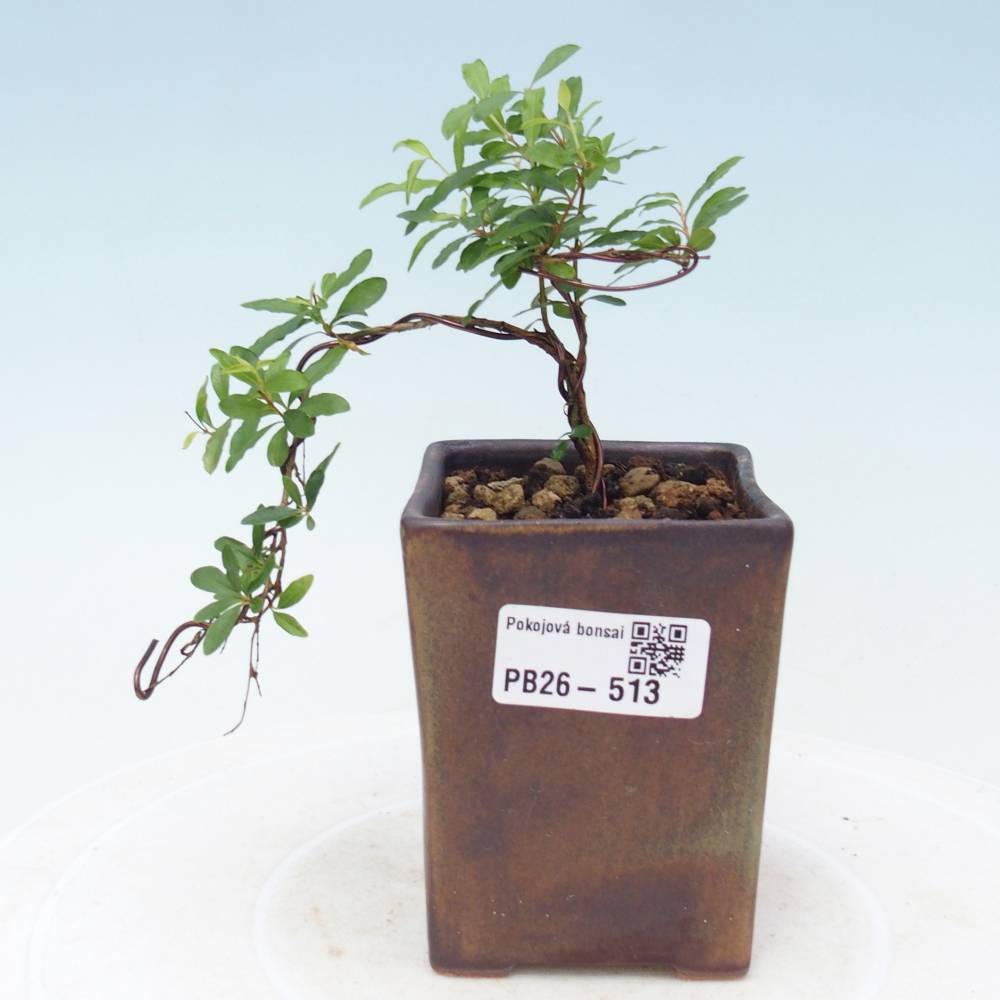 Pokojová bonsai-PUNICA granatum nana-Granátové jablko