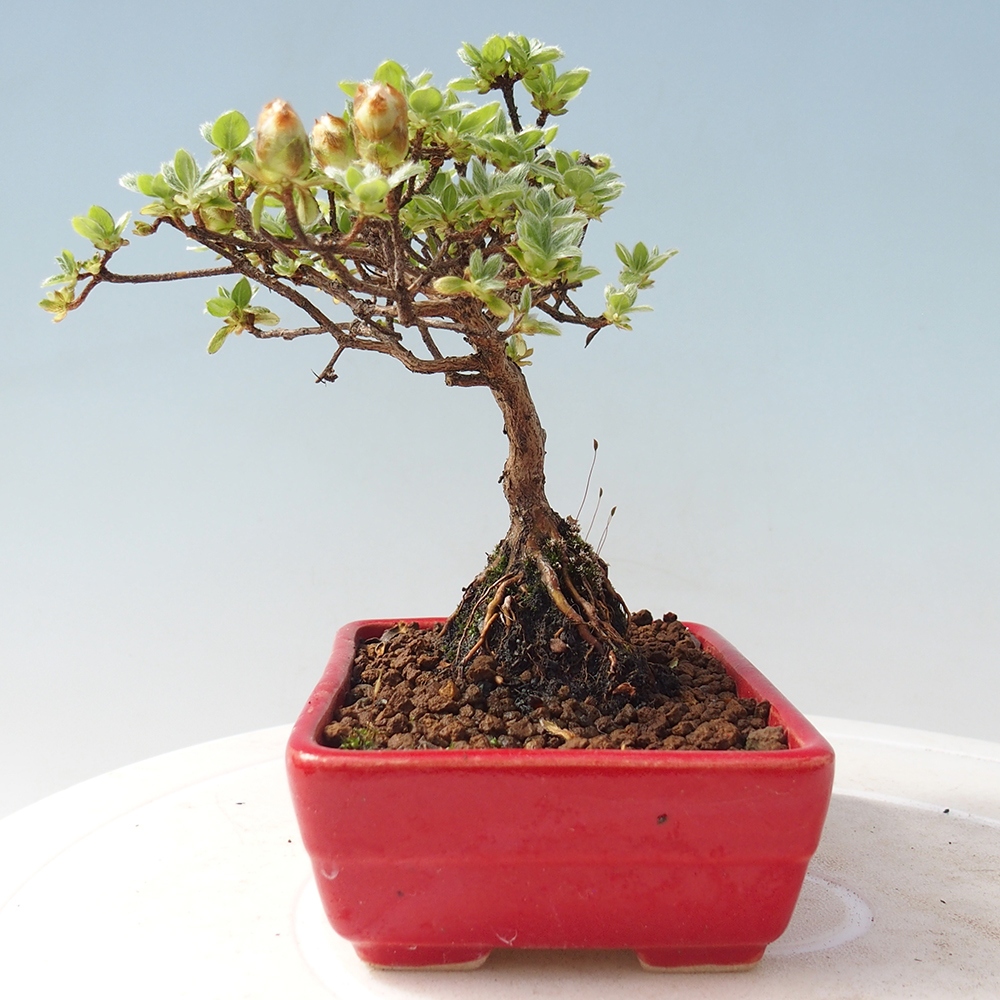 Venkovní bonsai - Rhododendron indicum - Japonská azalka