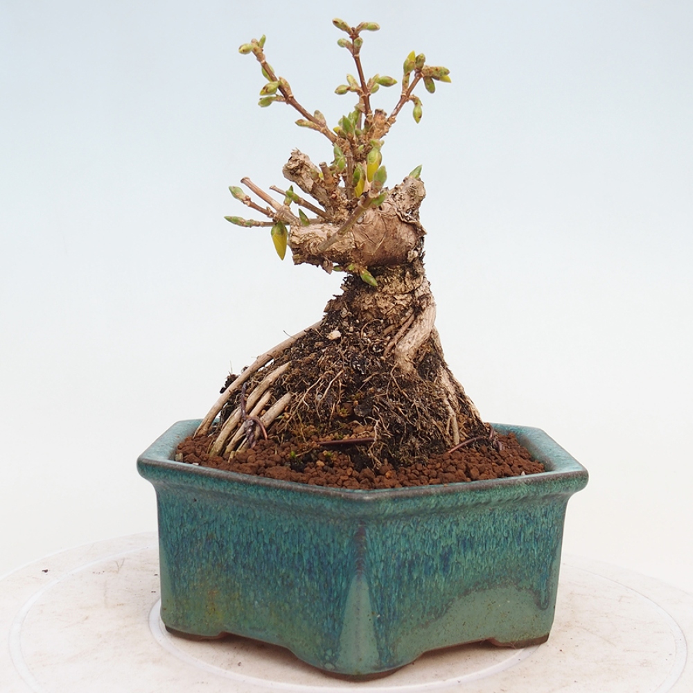 Venkovní bonsai - Zlatice - Forsythia intermedia 
