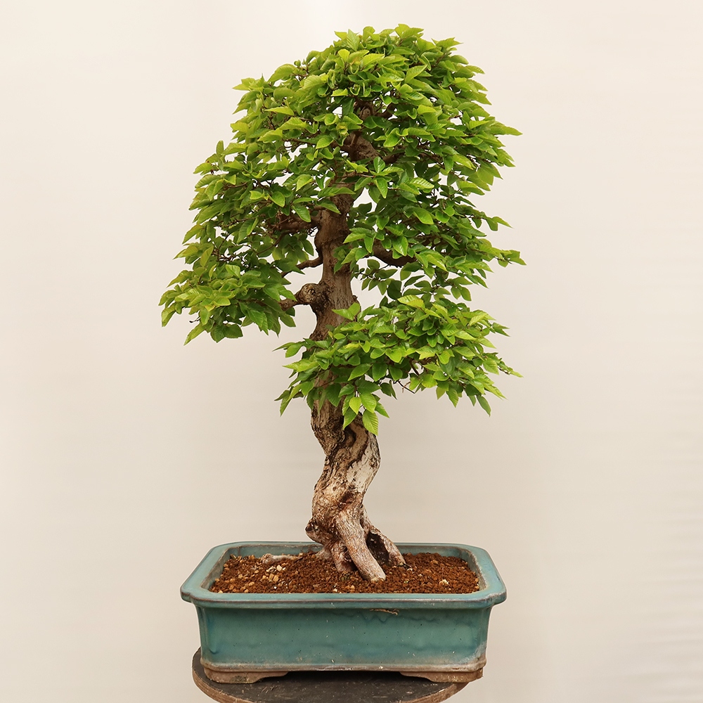 Venkovní bonsai -Carpinus Coreana - Habr korejský