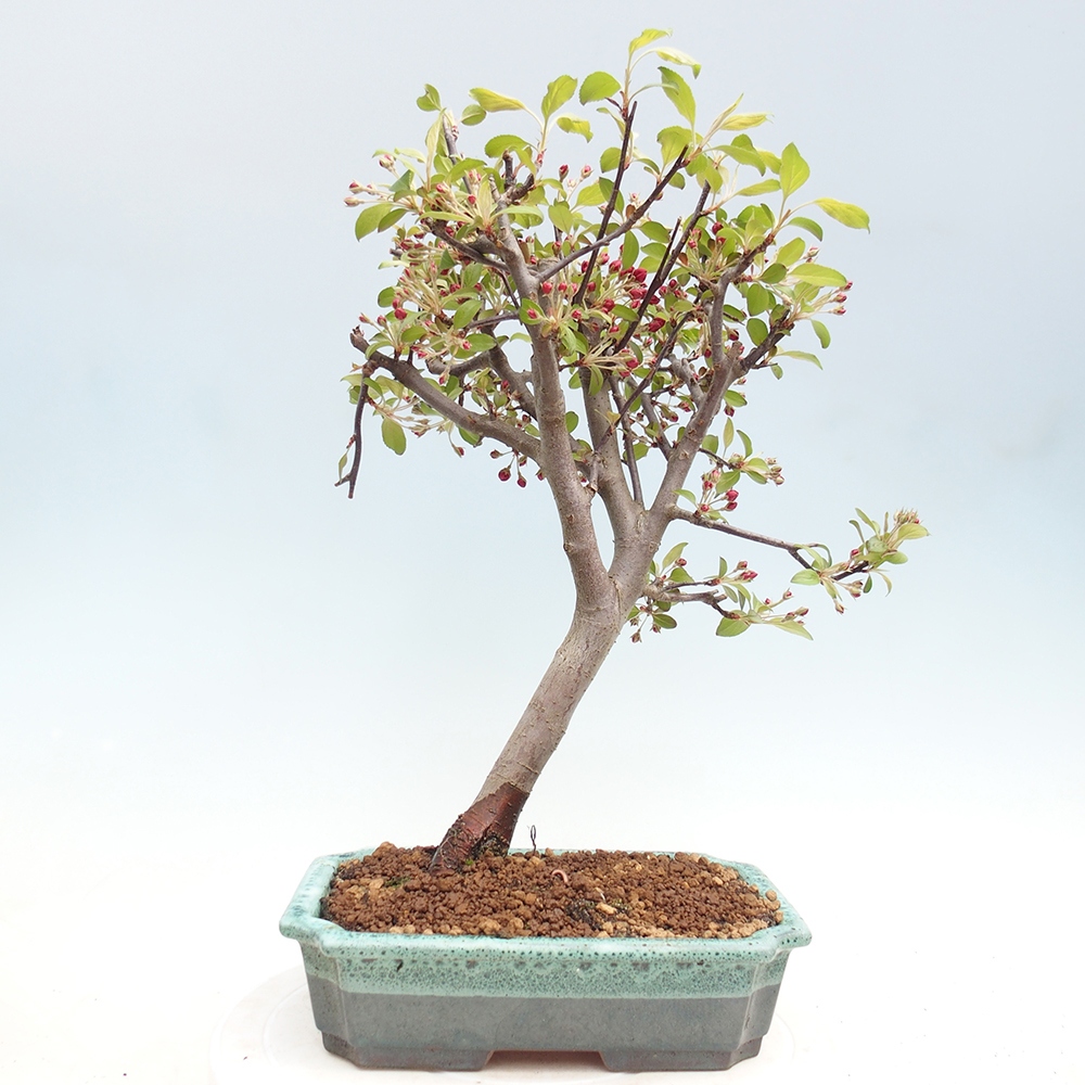 Venkovní bonsai -Malus domestica - Maloplodá jabloň červenolistá