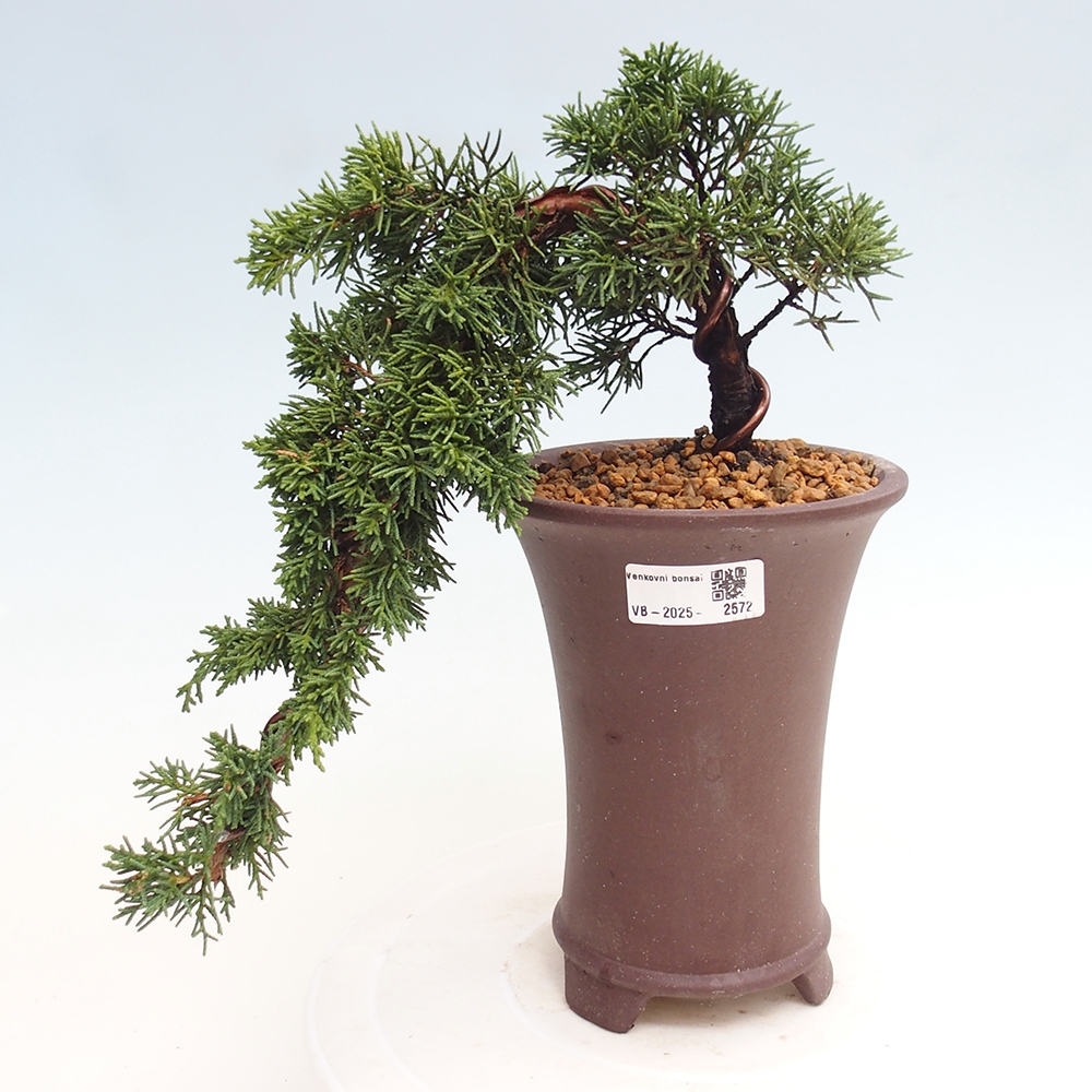 Venkovní bonsai - Juniperus chinensis Kishu -Jalovec čínský