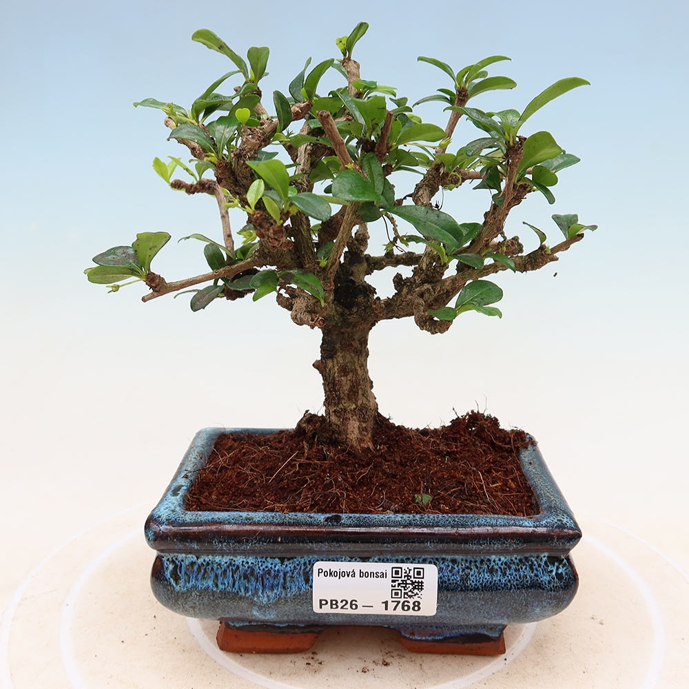 Pokojová bonsai - Carmona macrophylla - Čaj fuki