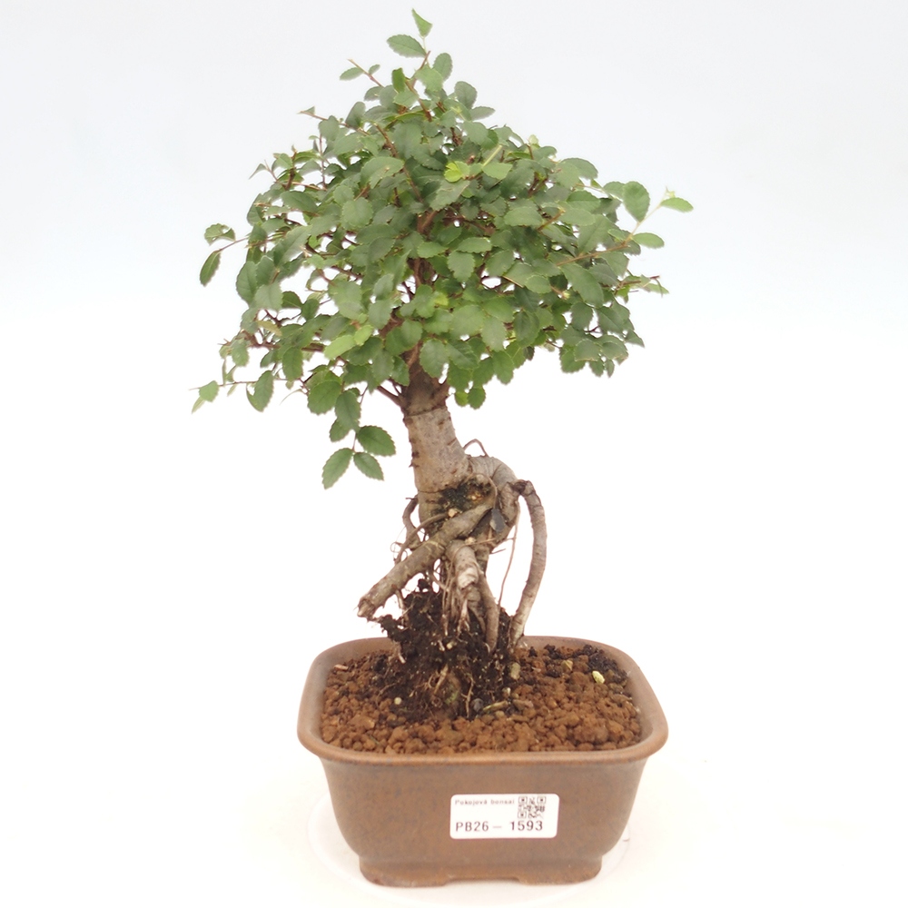 Pokojová bonsai - Ulmus parvifolia - Malolistý jilm