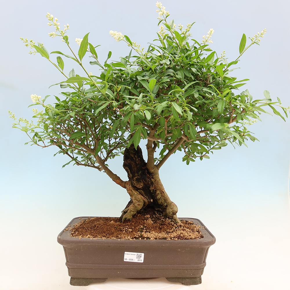 Venkovní bonsai - Ligustrum vulgare - Ptačí zob