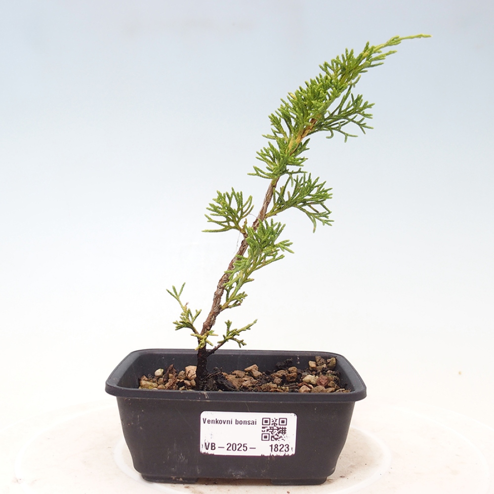 Venkovní bonsai - Juniperus chinensis Itoigawa -Jalovec čínský