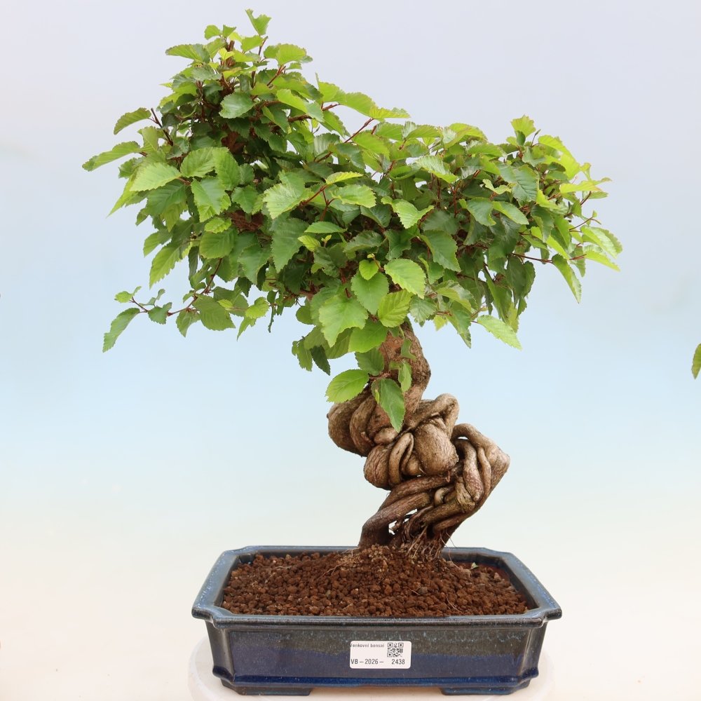 Venkovní bonsai -Carpinus Coreana - Habr korejský