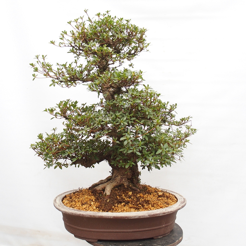 Venkovní bonsai - Japonská azalka - Azalea Byakuren