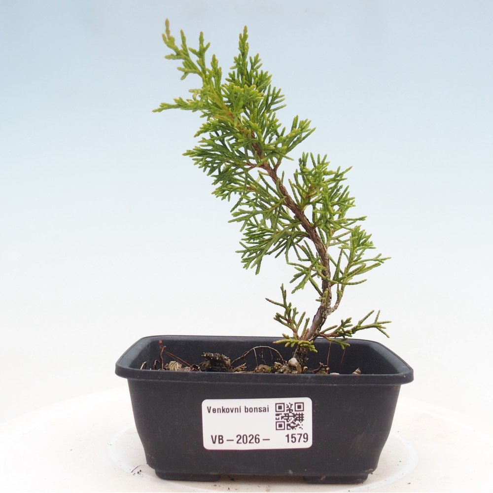 Venkovní bonsai - Juniperus chinensis Itoigawa -Jalovec čínský