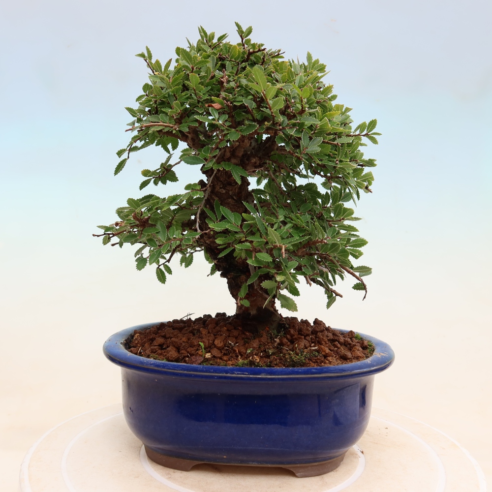 Venkovní bonsai - Zelkova - Zelkova NIRE