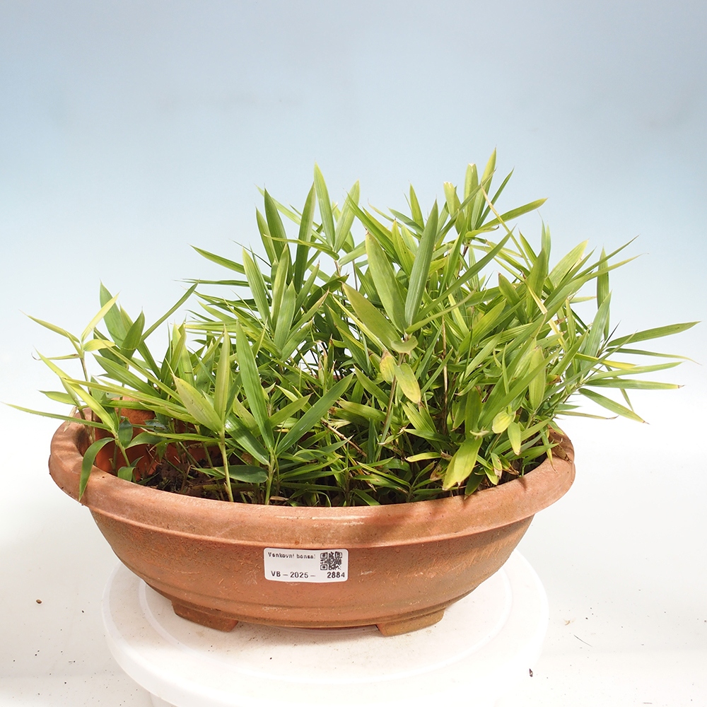 Venkovní bonsai - Pleioblastus argenteostriatus f.pumilus - Bambus zakrslý 