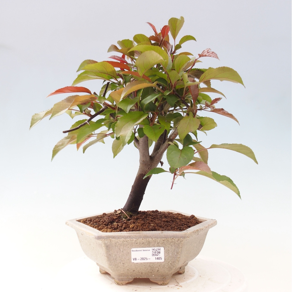 Venkovní bonsai -Malus domestica - Maloplodá jabloň červenolistá
