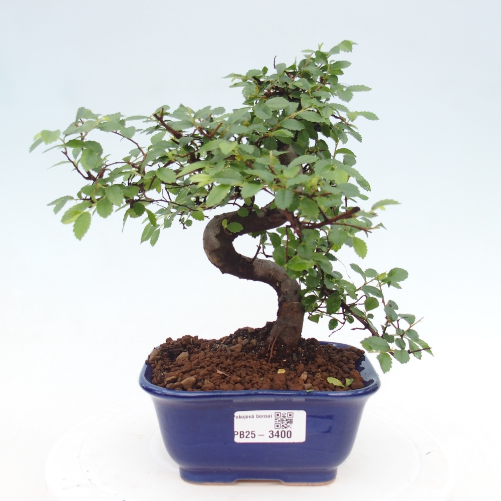 Pokojová bonsai - Ulmus parvifolia - Malolistý jilm