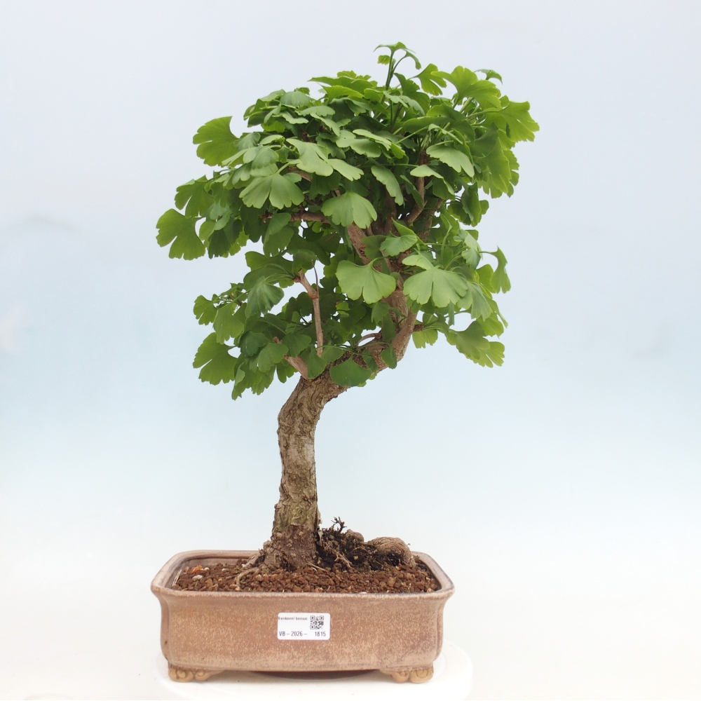 Venkovní bonsai - Jinan dvoulaločný - Ginkgo biloba