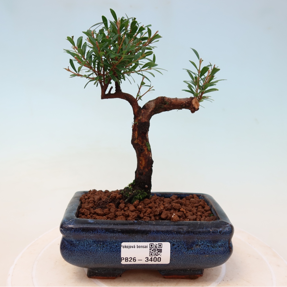 Pokojová bonsai - Syzygium - Pimentovník