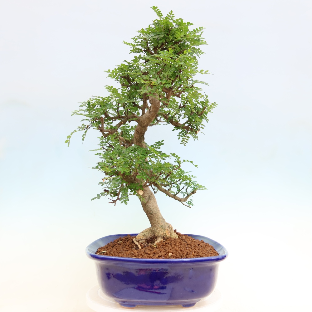 Pokojová bonsai - Zantoxylum piperitum - pepřovník