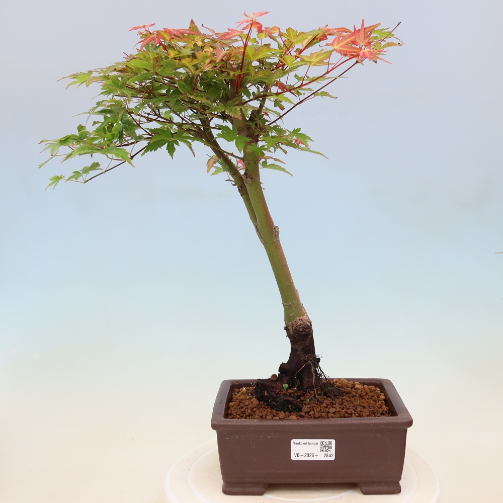 Javor dlanitolistý - Acer palmatum Beni Tsukasa