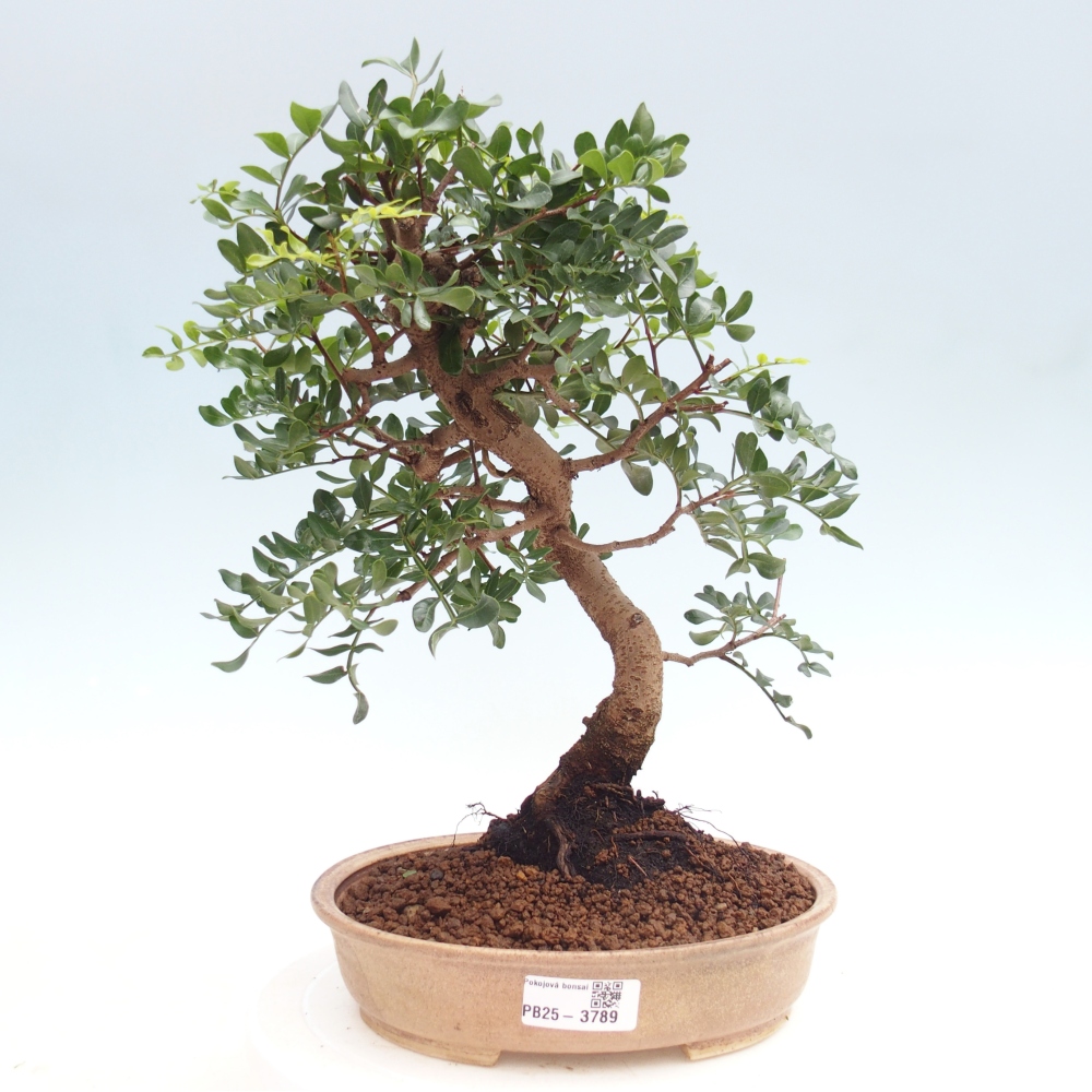 Pokojová bonsai -  Pistácie