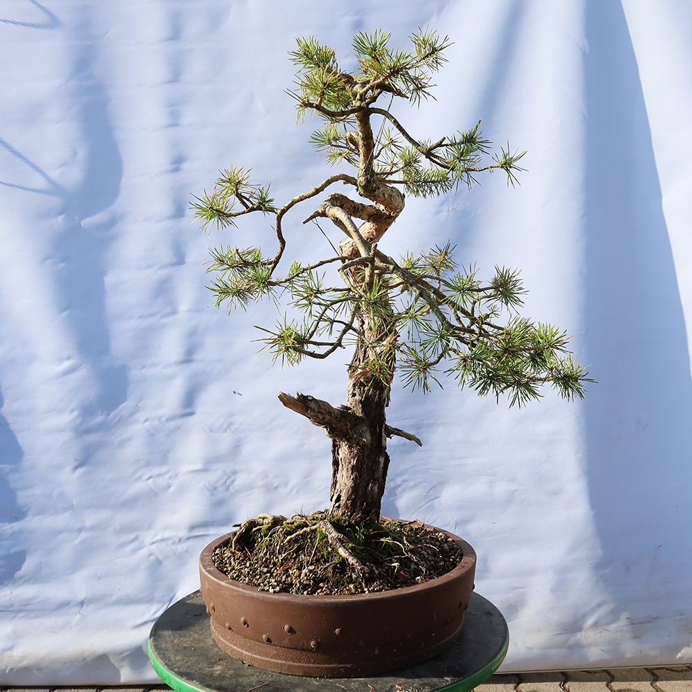 Pinus sylvestris Španělsko - borovice lesní