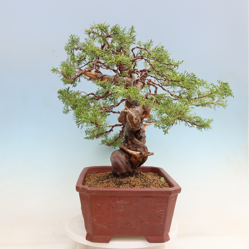 Venkovní bonsai - Juniperus chinensis Itoigawa-Jalovec čínský