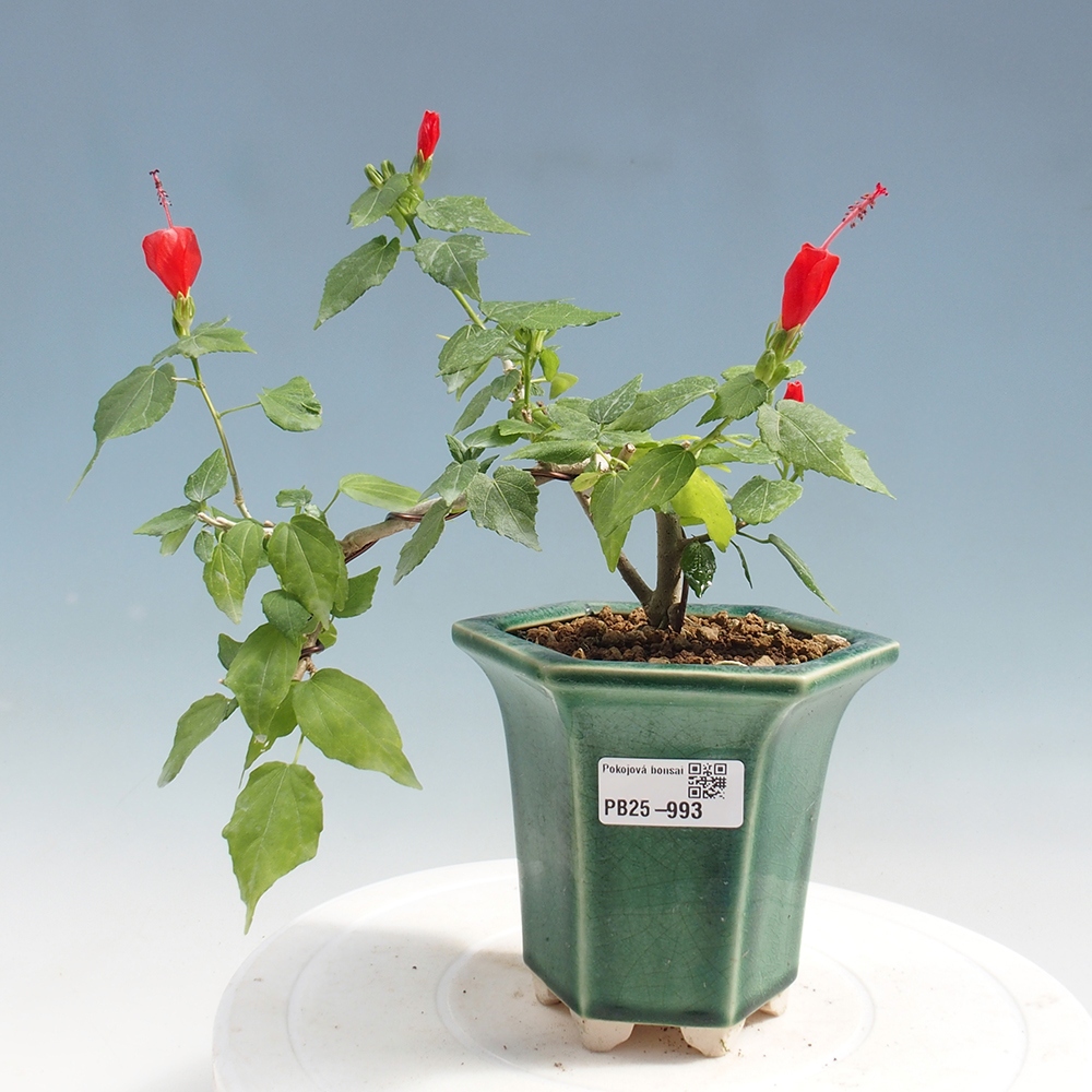Pokojová bonsai - Malvaviscus arboreus - ibiškovec dřevnatý