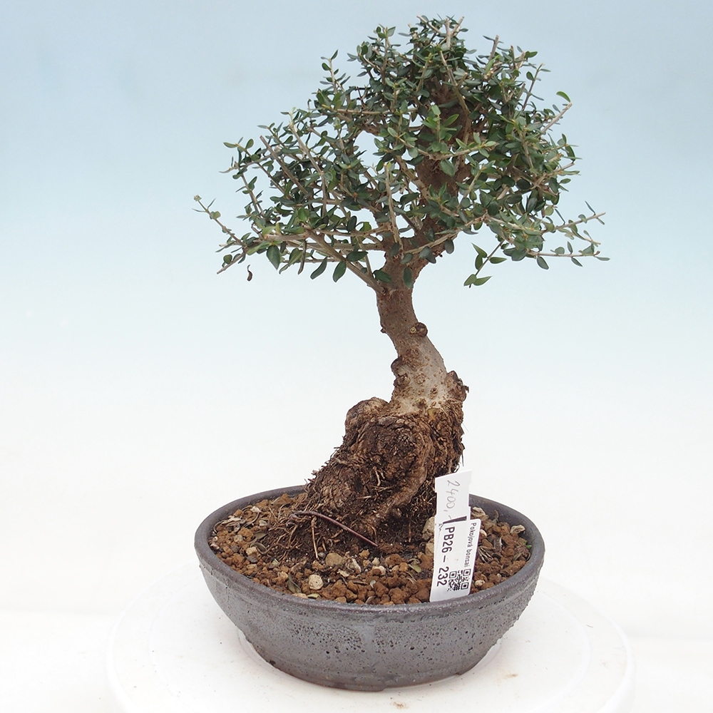 Pokojová bonsai - Olea europaea sylvestris -Oliva evropská drobnolistá