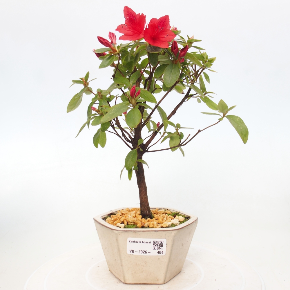 Venkovní bonsai - Japonská azalka - Azalea sp.