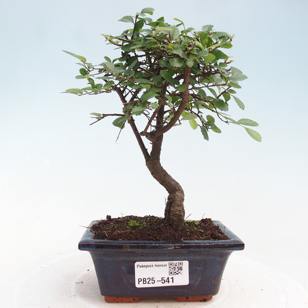 Pokojová bonsai - Ulmus parvifolia - Malolistý jilm