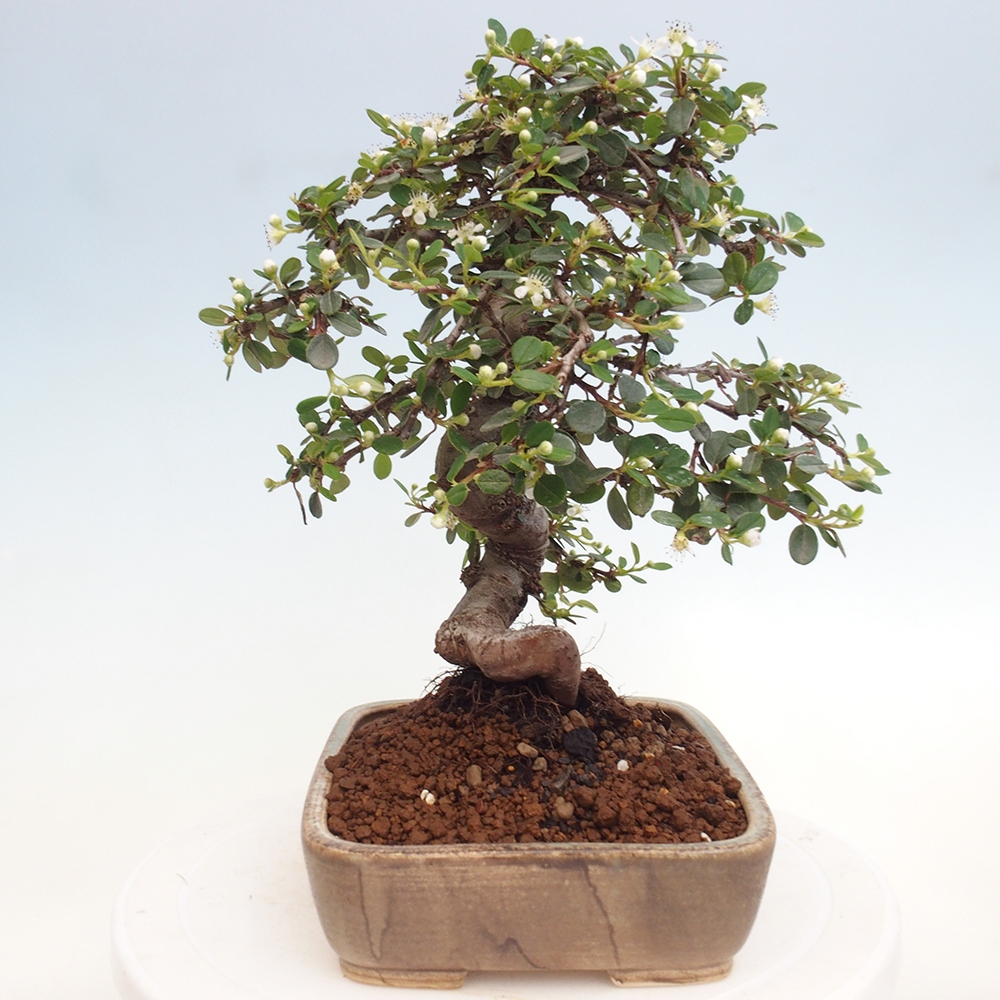 Venkovní bonsai-Cotoneaster dammeri - Skalník Damerův