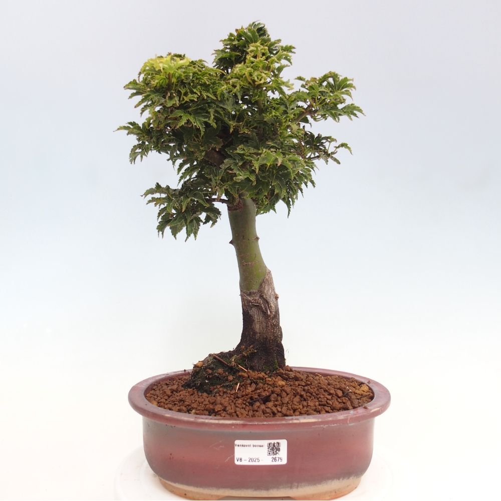 Venkovní bonsai -Javor dlanitolistý Acer palmatum Shishigashira