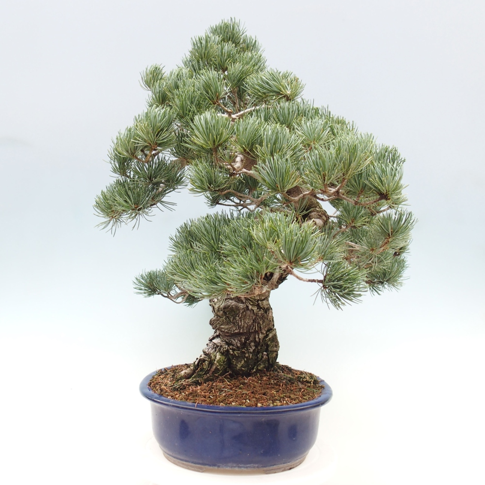Venkovní bonsai - Pinus parviflora - Borovice drobnokvětá