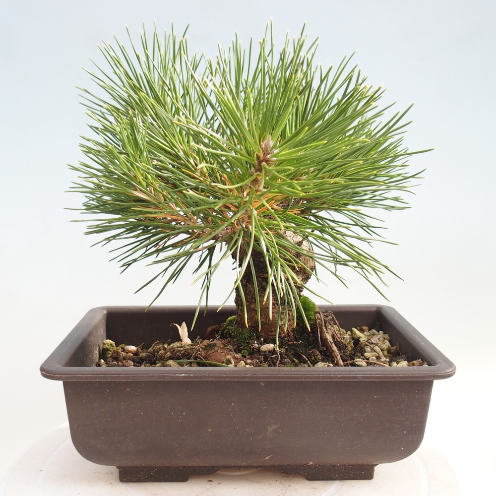 Venkovní bonsai - Pinus thunbergii - Borovice thunbergova