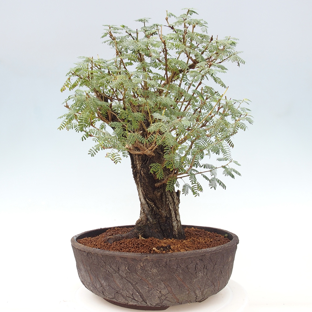 Pokojová bonsai - Akacia Arabica