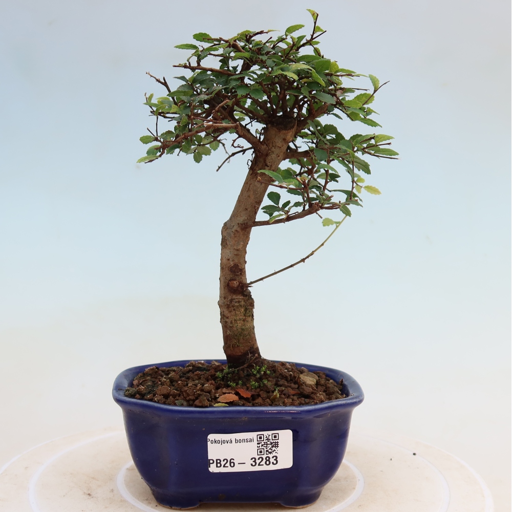 Pokojová bonsai - Ulmus parvifolia - Malolistý jilm