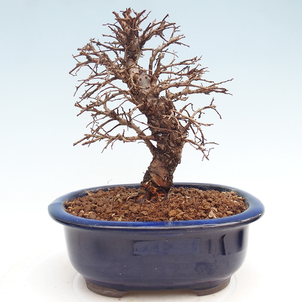 Venkovní bonsai - Zelkova - Zelkova NIRE