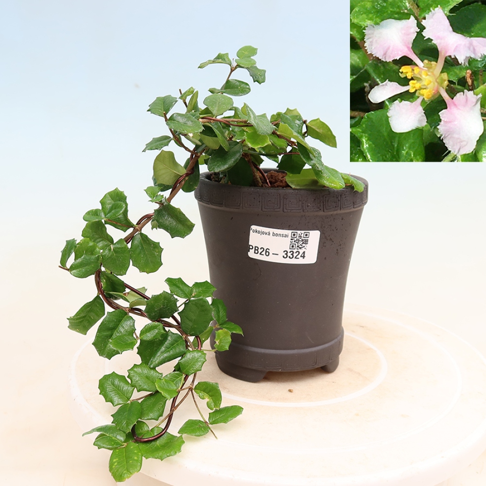 Pokojová bonsai - Malpígie barbadoská třešeň - Malpighia coccigera