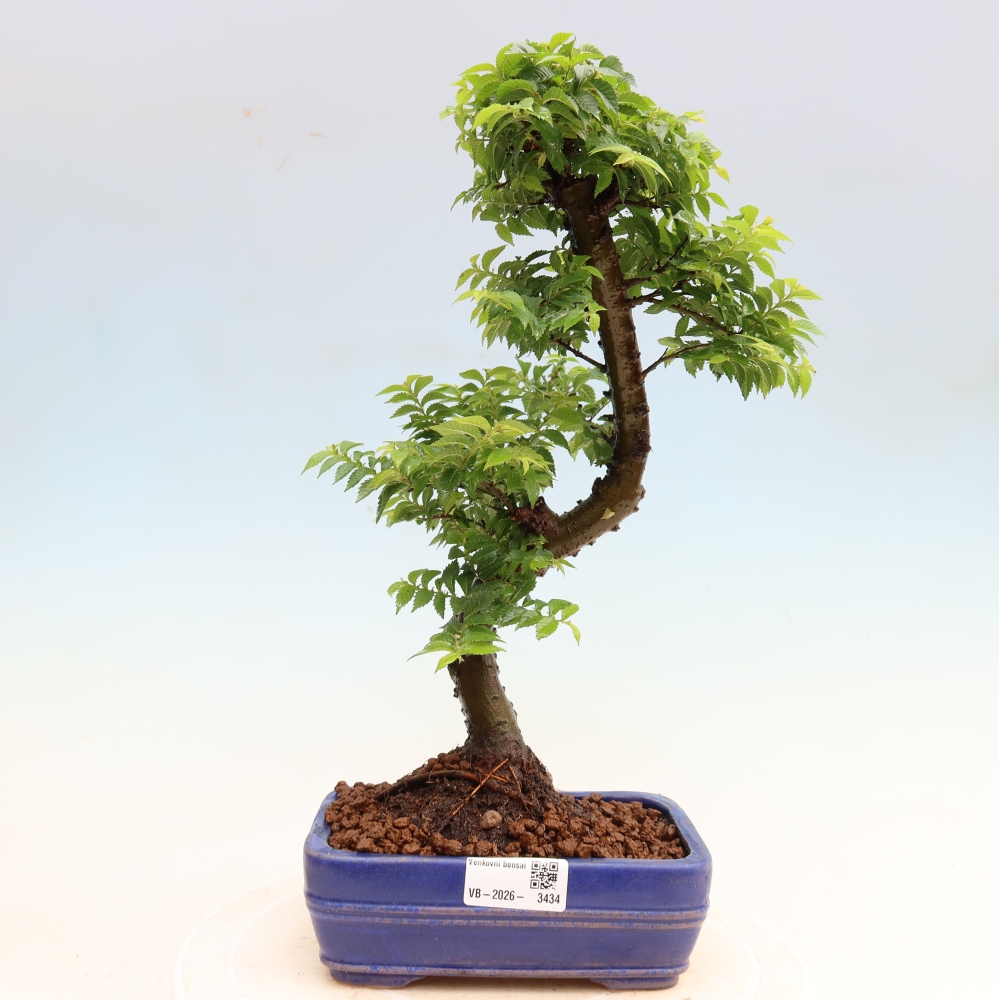 Venkovní bonsai - Ulmus Jacqueline Hillier - Jilm nádherný