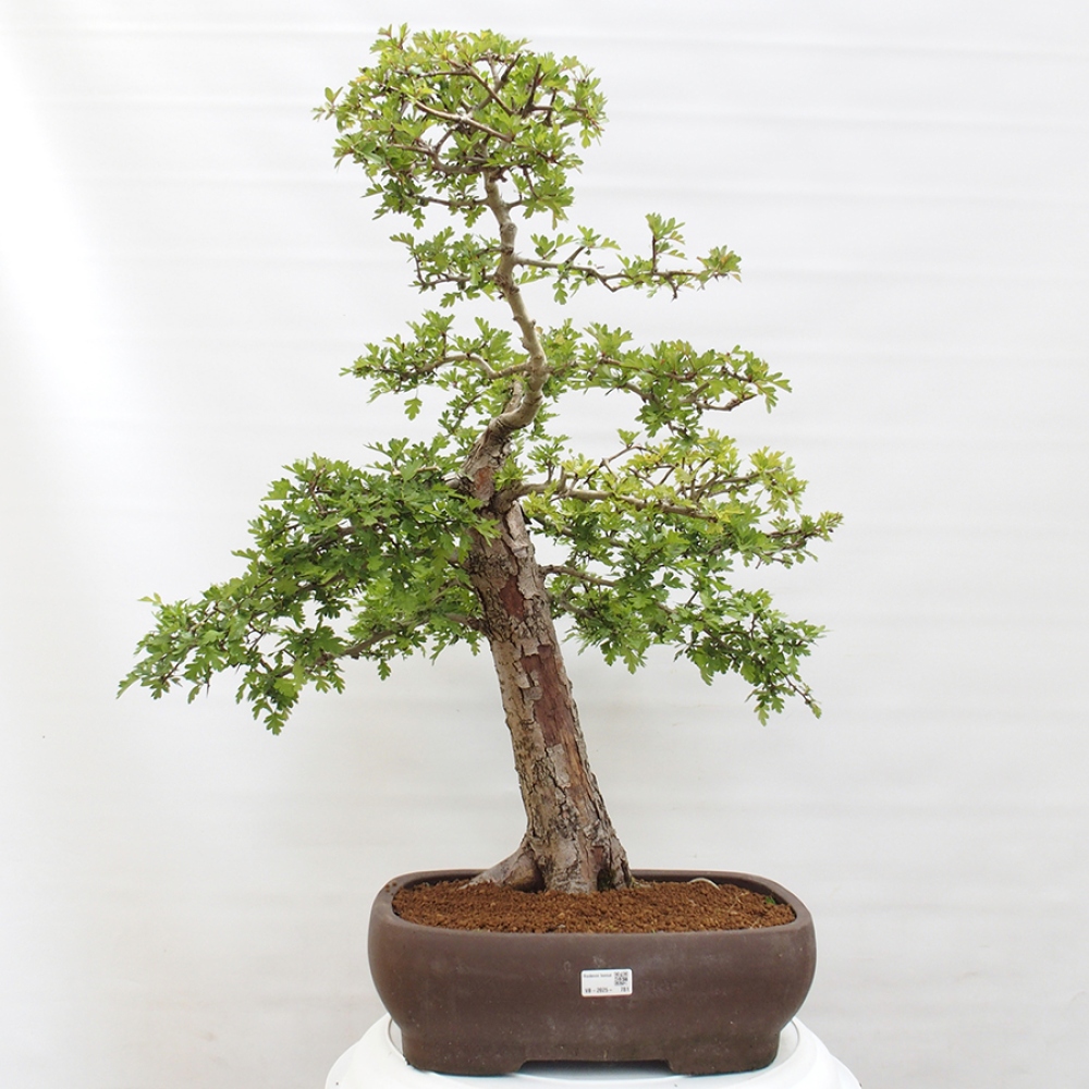 Venkovní bonsai - Hloh - Crataegus monogyna