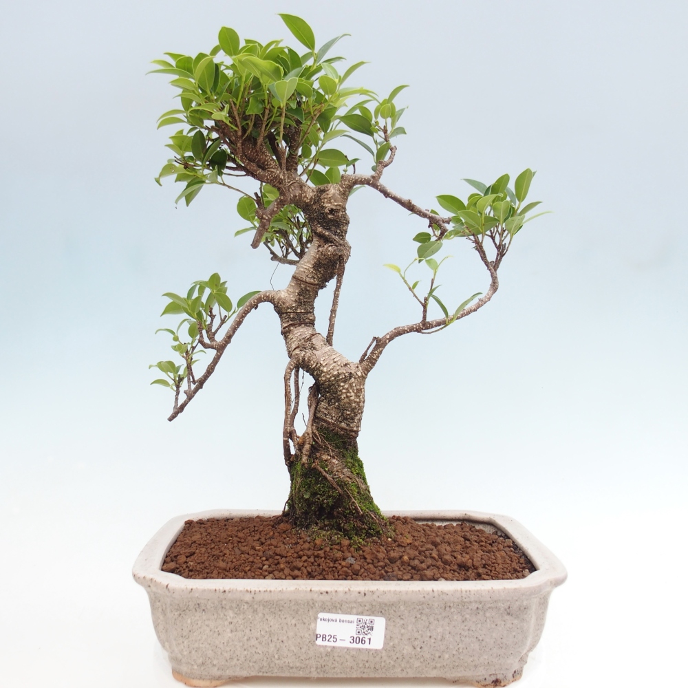 Pokojová bonsai - Ficus kimmen -  malolistý fíkus