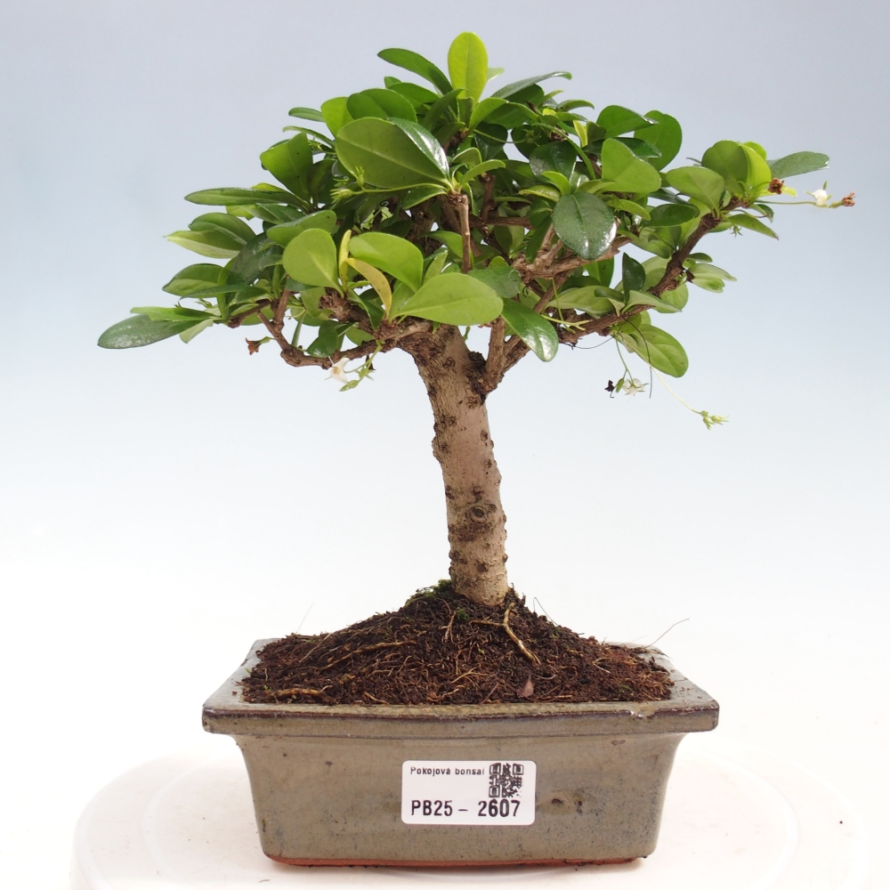 Pokojová bonsai - Carmona macrophylla - Čaj fuki