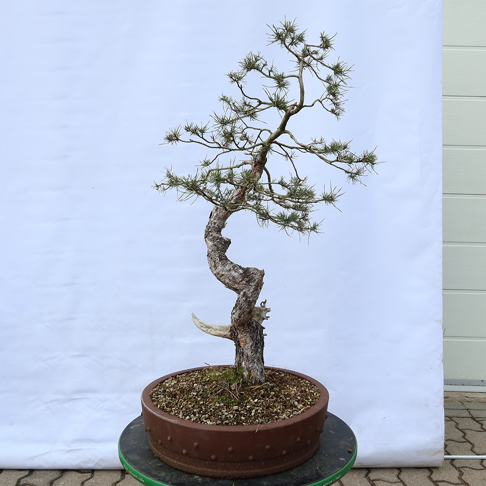 Pinus sylvestris Španělsko - borovice lesní