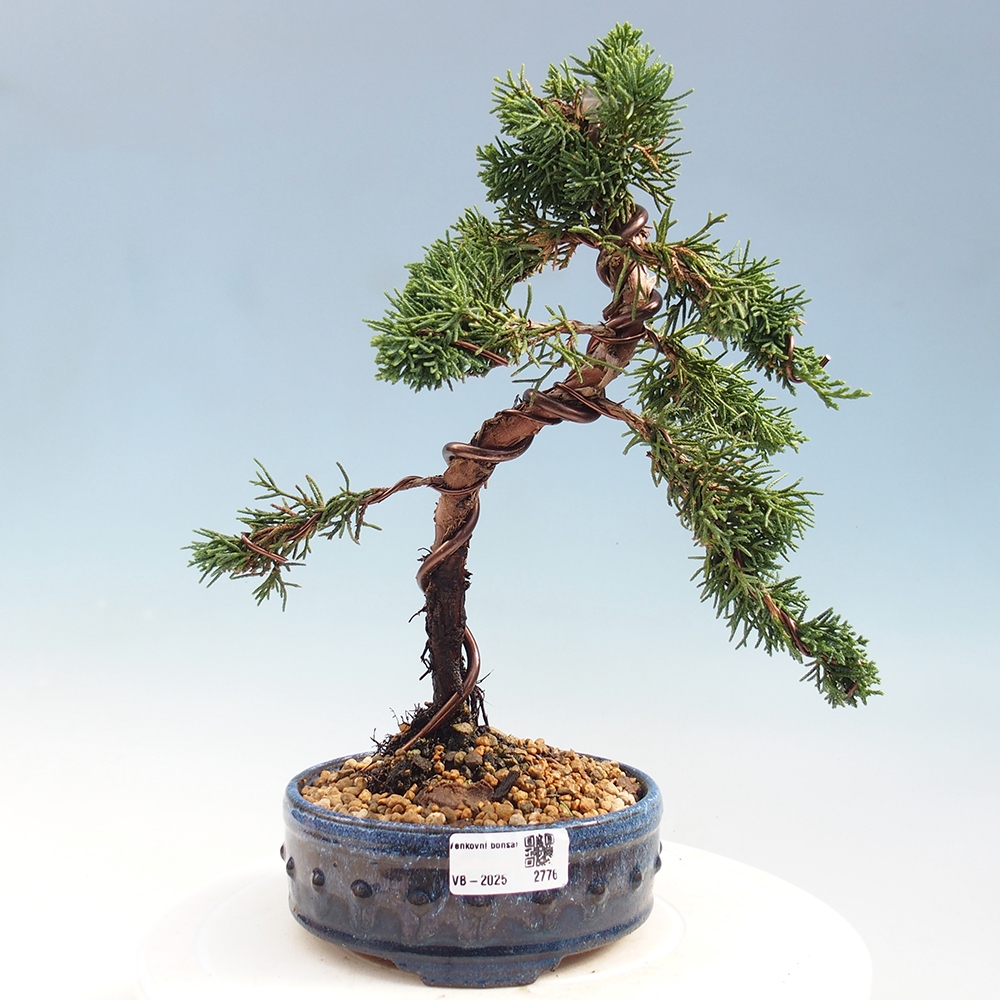 Venkovní bonsai - Juniperus chinensis Kishu -Jalovec čínský