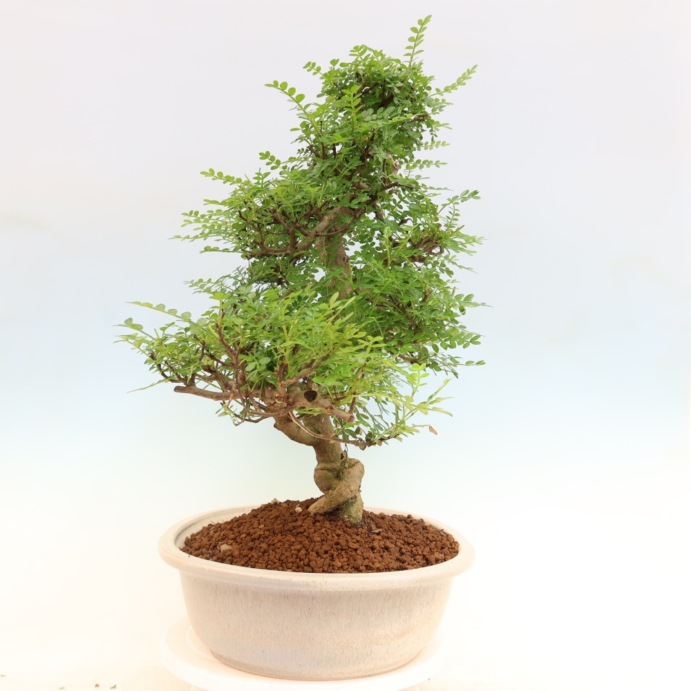 Pokojová bonsai - Zantoxylum piperitum - pepřovník