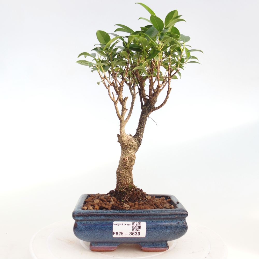Pokojová bonsai - Ficus retusa -  malolistý fíkus