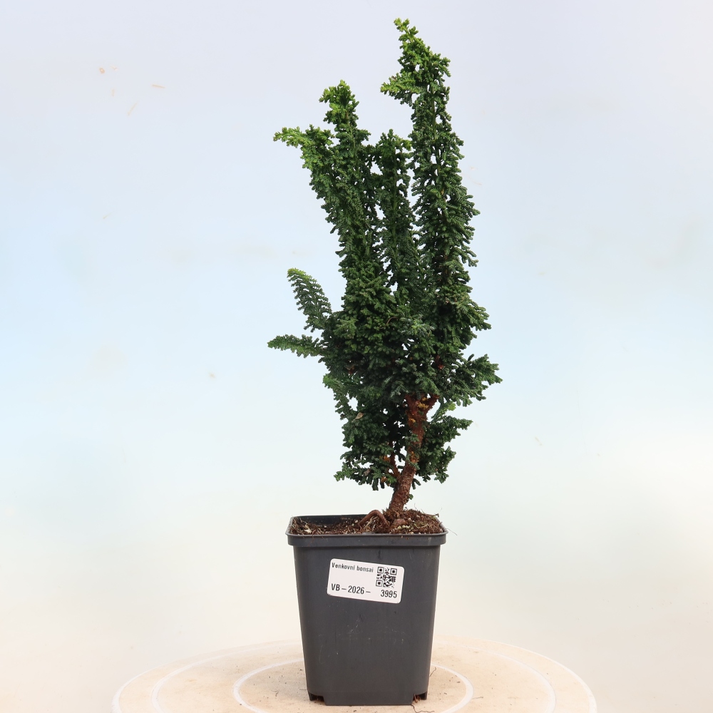 Venkovní bonsai - Cham. obtusa SEKKA HINOKI - Cypřišek
