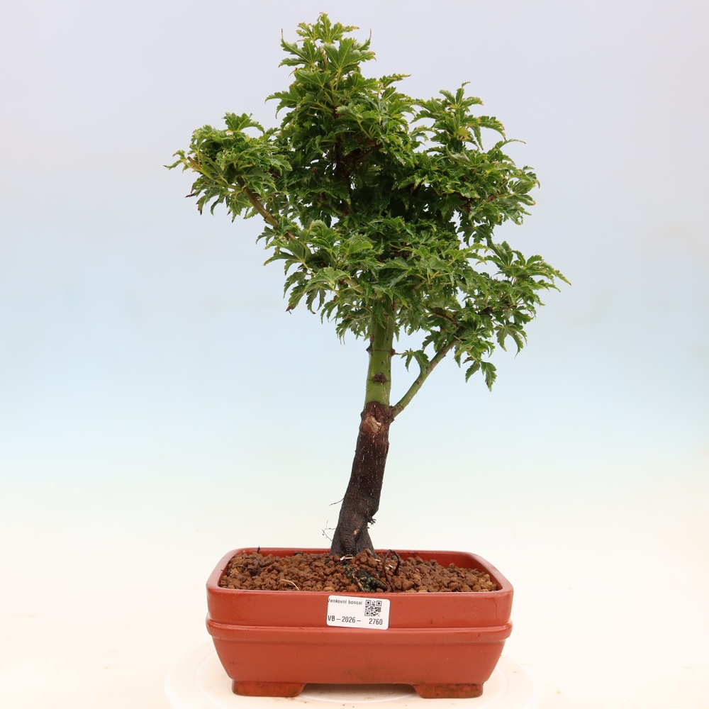 Venkovní bonsai -Javor dlanitolistý Acer palmatum Shishigashira