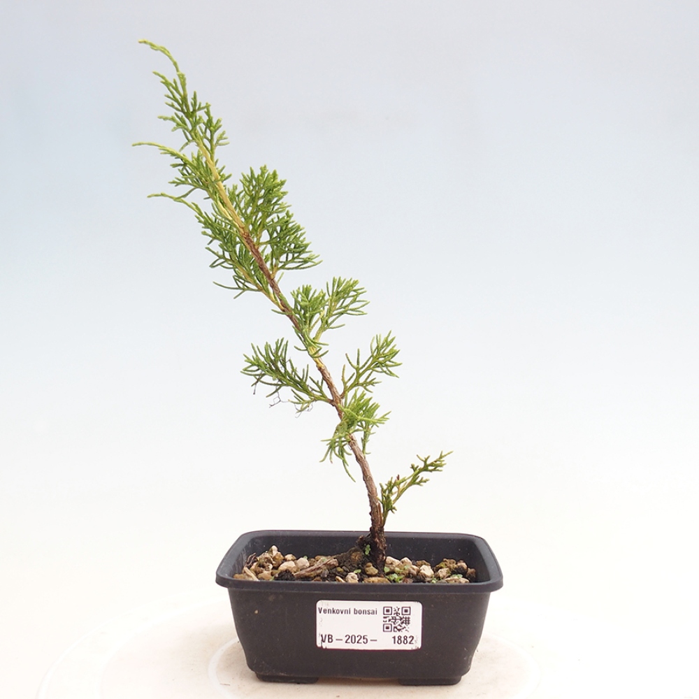 Venkovní bonsai - Juniperus chinensis Itoigawa -Jalovec čínský