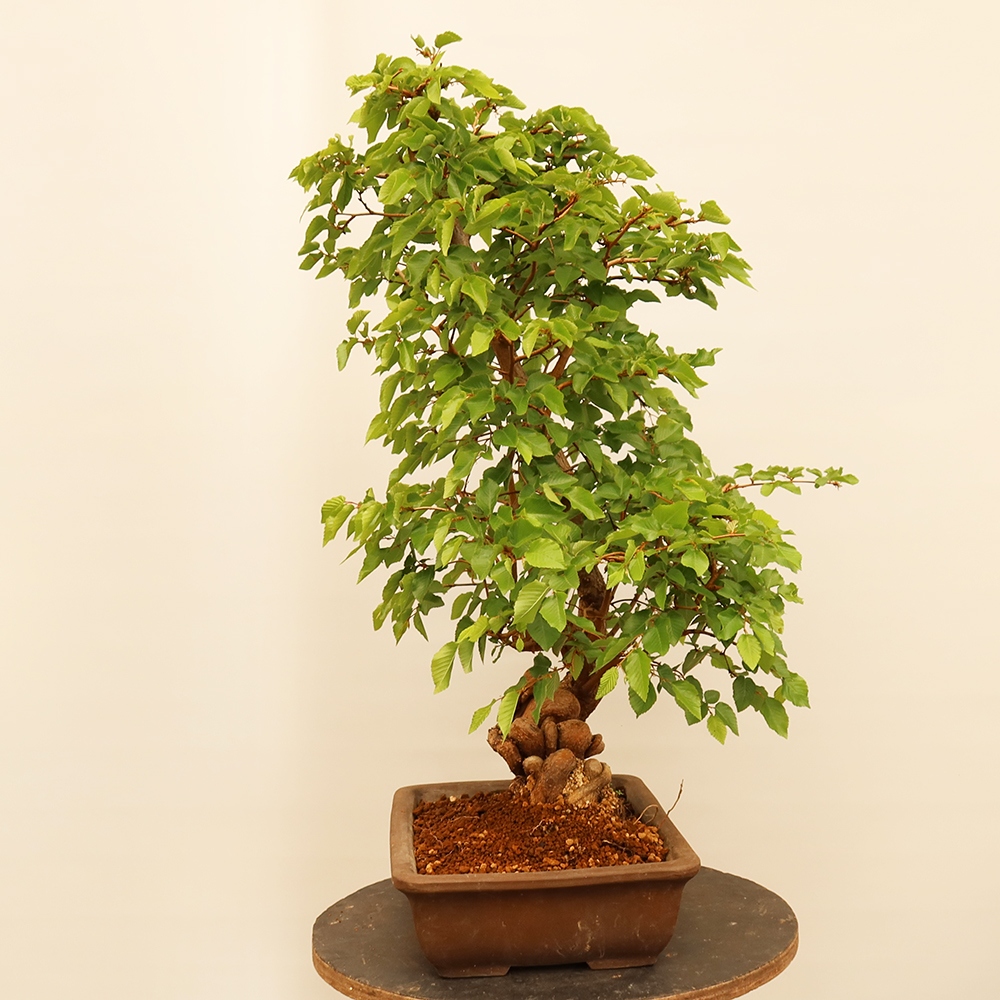 Venkovní bonsai -Carpinus Coreana - Habr korejský