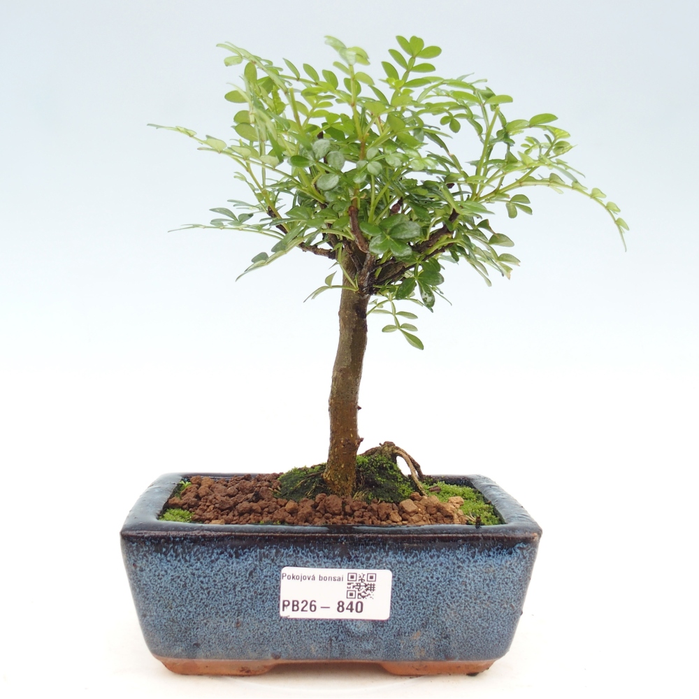 Pokojová bonsai - Zantoxylum piperitum - pepřovník